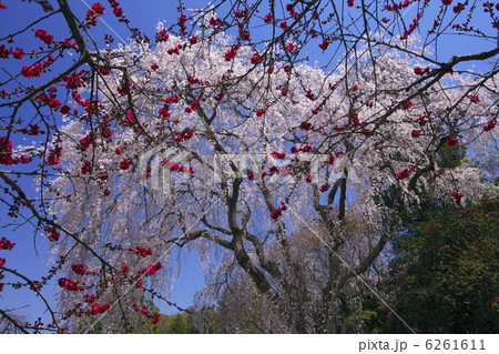 阿弥陀寺のしだれ桜　花桃越しに見る 6261611