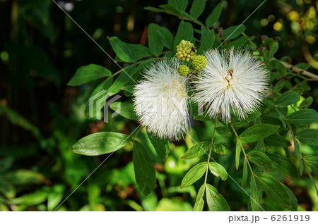 12月熱帯植物 カリアンドラ・マメ科21 12月熱帯植物 カリアンドラ・マメ科21 6261919