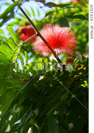 12月熱帯植物　カリアンドラ・マメ科20 6261920