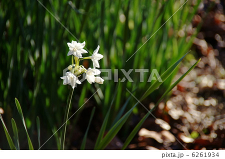 12月 ニホンズイセン・ヒガンバナ科41 12月 ニホンズイセン・ヒガンバナ科41 6261934