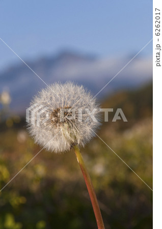 タンポポ 6262017