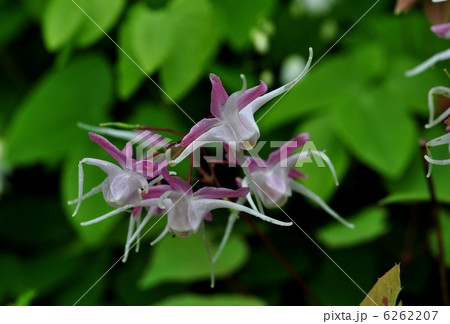 イカリソウ 6262207