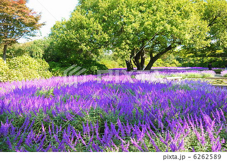 あしかがフラワーパークのアメジストセージ（10月）栃木県足利市 6262589