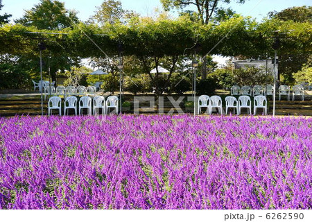 あしかがフラワーパークのアメジストセージ(10月)栃木県足利市 あしかがフラワーパークのアメジストセージ(10月)栃木県足利市 6262590