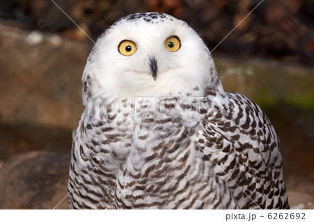 シロフクロウ 6262692