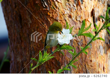 目白　花桃に夢中です。 6262740