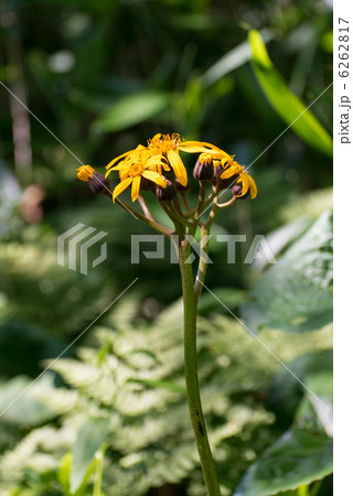 マルバダケブキ マルバダケブキ 6262817