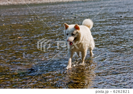 白い犬 白い犬 6262821