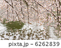 水面に映える満開の桜 6262839