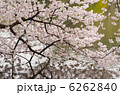 水面に映える満開の桜 6262840