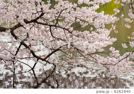 水面に映える満開の桜 水面に映える満開の桜 6262840