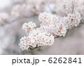 桜の花のクローズアップ 6262841