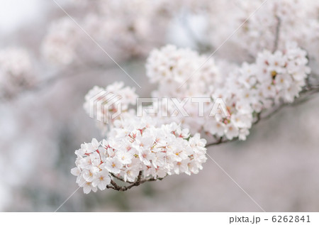 桜の花のクローズアップ 桜の花のクローズアップ 6262841