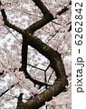 力強い桜の枝 6262842