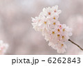 桜の花のクローズアップ 6262843