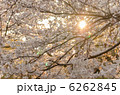 夕日と満開の桜 6262845