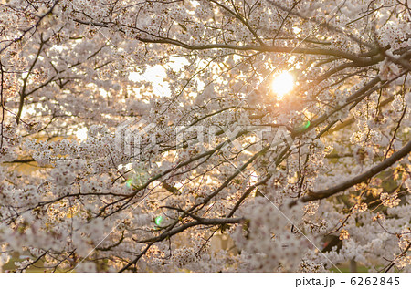 夕日と満開の桜 夕日と満開の桜 6262845