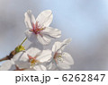 桜の花のクローズアップ 6262847