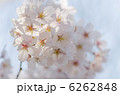 桜の花のクローズアップ 6262848