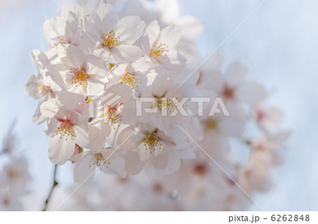 桜の花のクローズアップ 桜の花のクローズアップ 6262848