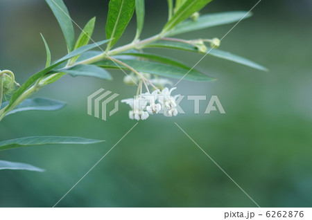 風船唐綿　フウセントウワタと申します。 6262876