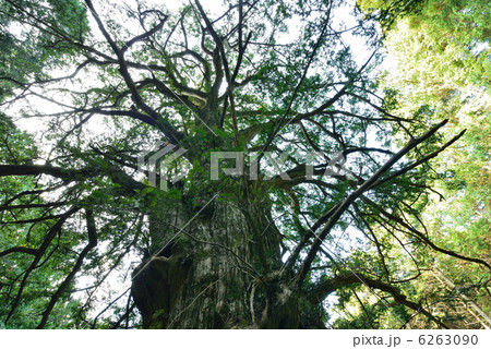 西平のカヤ 6263090