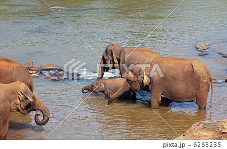 Elephants on Sri Lanka Elephants on Sri Lanka 6263235