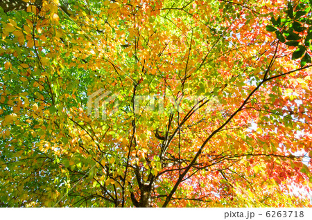 ヤマボウシの紅葉 6263718