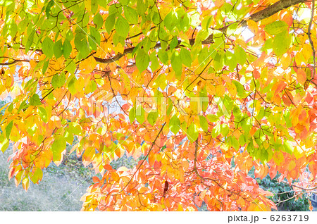ヤマボウシの紅葉の写真素材