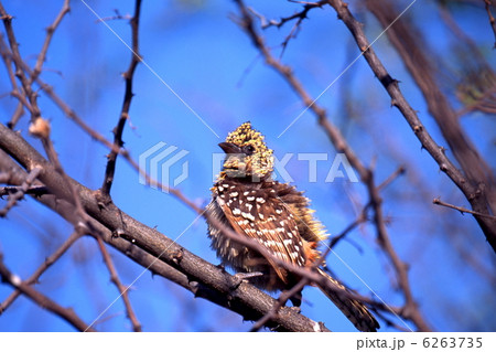 ゴマフオナガゴシキドリ 6263735