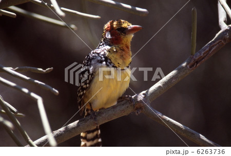 ホオアカオナガゴシキドリ 6263736