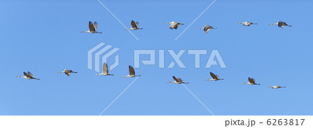 カナダヅル 6263817