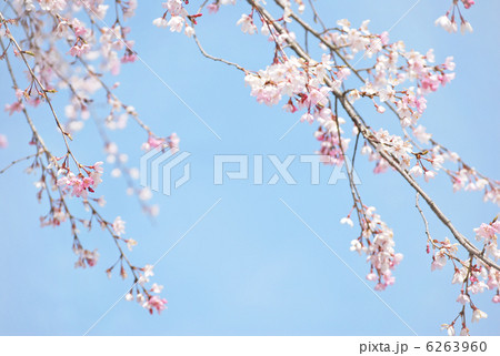 桜の木の下で 桜の木の下で 6263960