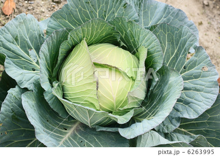 畑のキャベツ 6263995