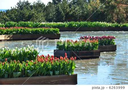 アイスチューリップ アイスチューリップ 6263999