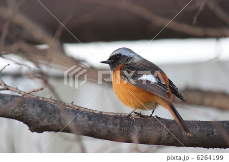 つぶらな瞳 6264199