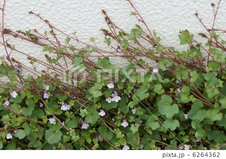 蔦葉海蘭　ツタバウンランと申します。 6264362