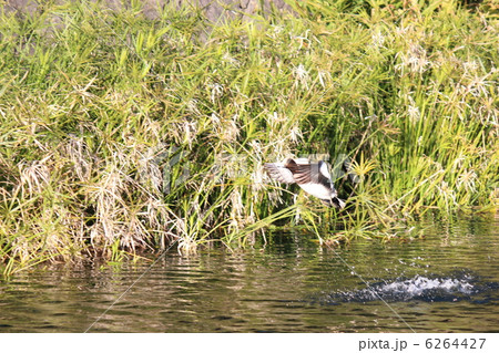 飛び立つ 6264427