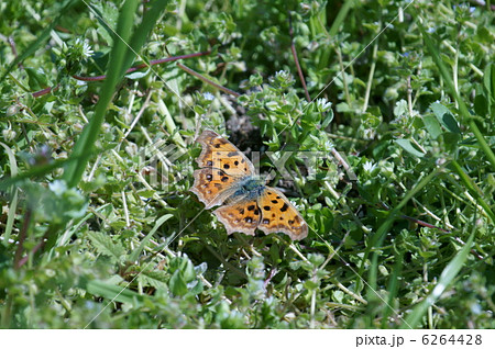 小繁縷コハコベ　春の七草と黄立羽 6264428