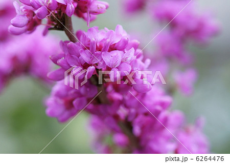 花蘇芳 ハナズオウと申します。 花蘇芳 ハナズオウと申します。 6264476
