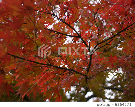 紅葉 6264571