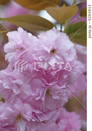 八重里桜 またの名をボタン桜と申します。 八重里桜 またの名をボタン桜と申します。 6264813