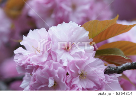 八重里桜 またの名をボタン桜と申します の写真素材