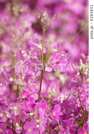 西洋桜草