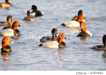 ホシハジロとキンクロハジロの群れ 6264992