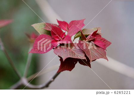 大葉紅槲オオバベニガシワの真っ赤な若葉 6265221