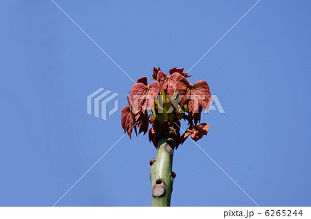 青桐 新芽は真っ赤です。 青桐 新芽は真っ赤です。 6265244