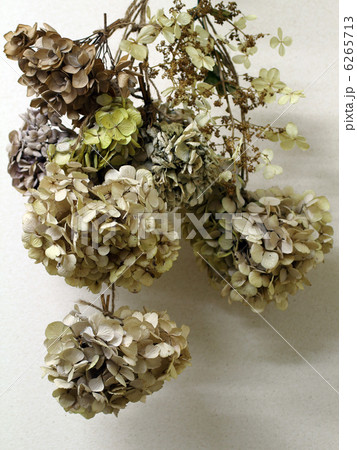 アジサイ アジサイ 6265713