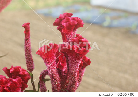 ケイトウ ケイトウ 6265780