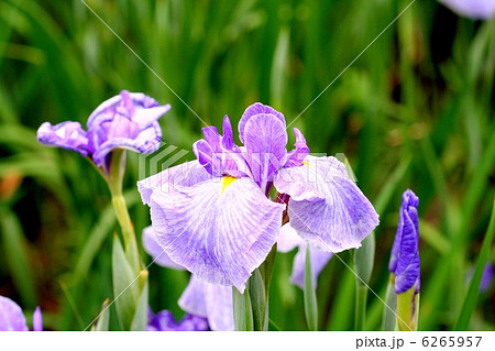 花菖蒲・揖保川 6265957